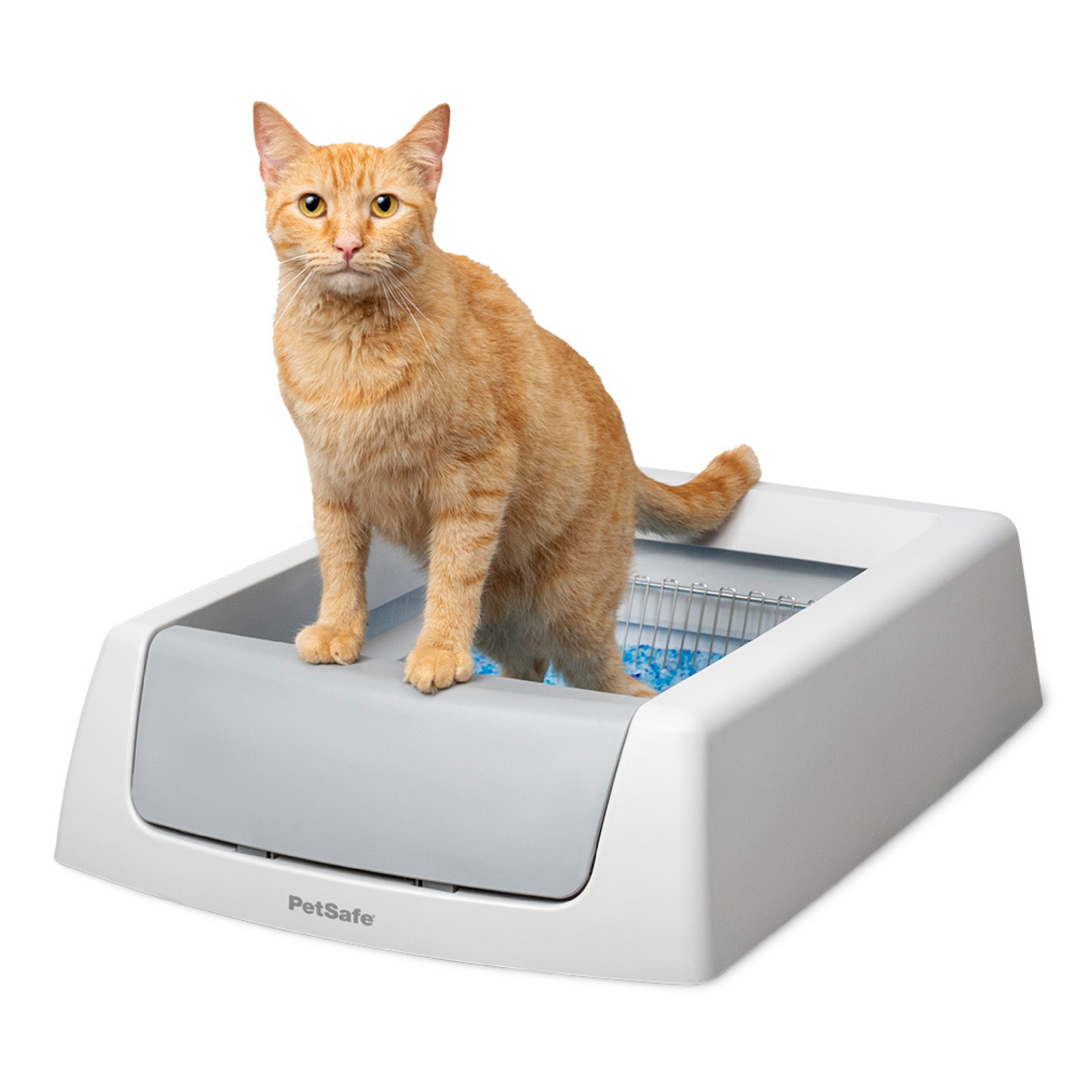Open white PetSafe ScoopFree Crystal Classic litter tray with a ginger cat standing in the crystal litter; manufacturer product composite.